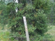 forest_service_sign