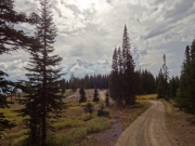 healthy_trees
