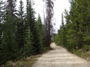 heavy_trees