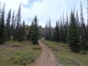 into_the_trees
