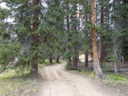 through_trees