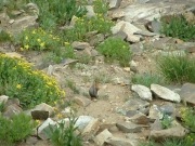 chipmunk