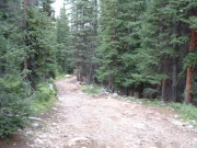 trees_at_the_end