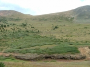 meadow