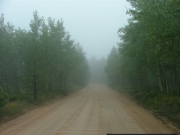 into_the_trees