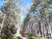 aspens