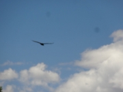 big_bird