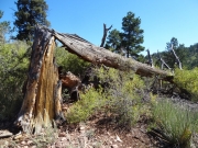 broken_tree