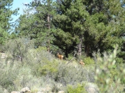 deer