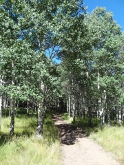 happy_trees