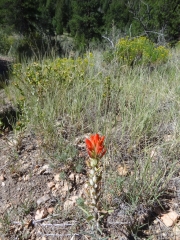 lone_flower