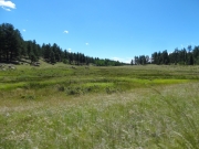 marshy