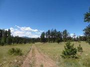 meadow
