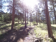 mistletoe_hill