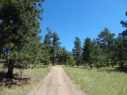 pine_trees