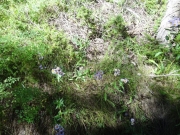 purple_flowers