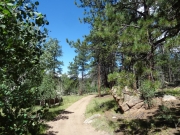 woods