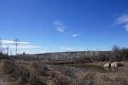 cow_pond