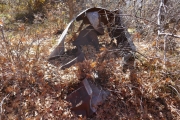 remnant