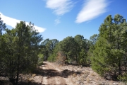 short_pines
