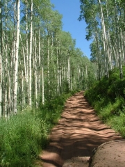 narrow_trail