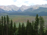 pine_trees