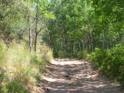 through_aspens