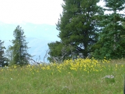 wild_flowers