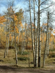 aspens