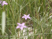 flowers_part_1