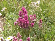 flowers_part_2