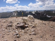 mountain_goats_part_1