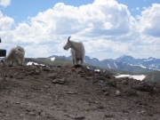 mountain_goats_part_2