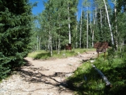 start_of_the_trail