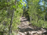 through_aspens