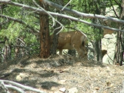 deer