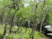tilted_trees