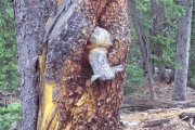 elephant_in_a_tree
