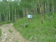 into_the_trees