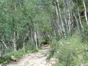 aspens