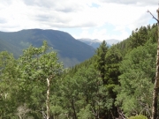 view_over_the_trees