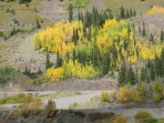 yellows