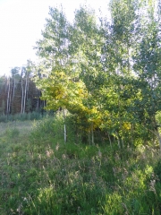 aspens_turning