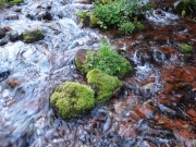 crooked_creek_part_2