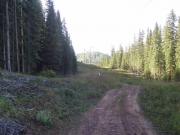 tall_trees
