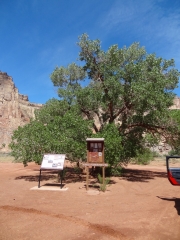 tomsich_cottonwood