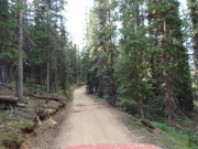 through_the_trees