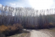 aspens