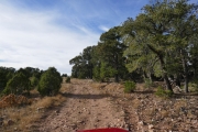 bigger_trees