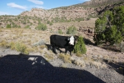 cow_and_jeep_shadow
